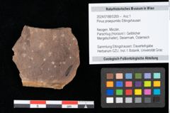 Foto (Objekt + Etikett) von Pinus praepumilio Ettingshausen (NHMW-GEO-2024-0188-0269)